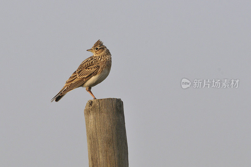 欧拉斯云雀(Alauda arvensis)